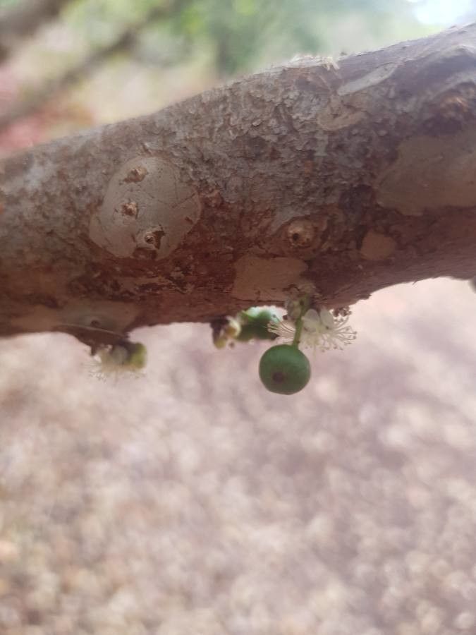 Plinia cauliflora fruit
