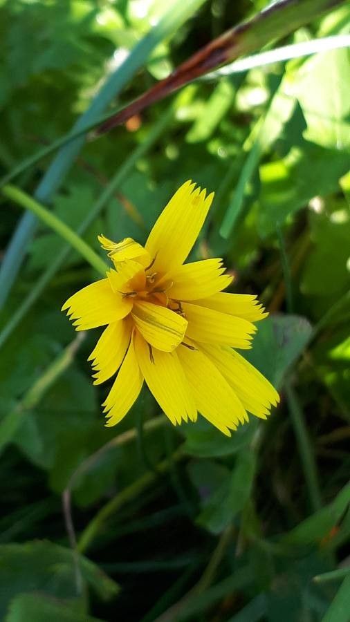 Scorzonera aristata flower