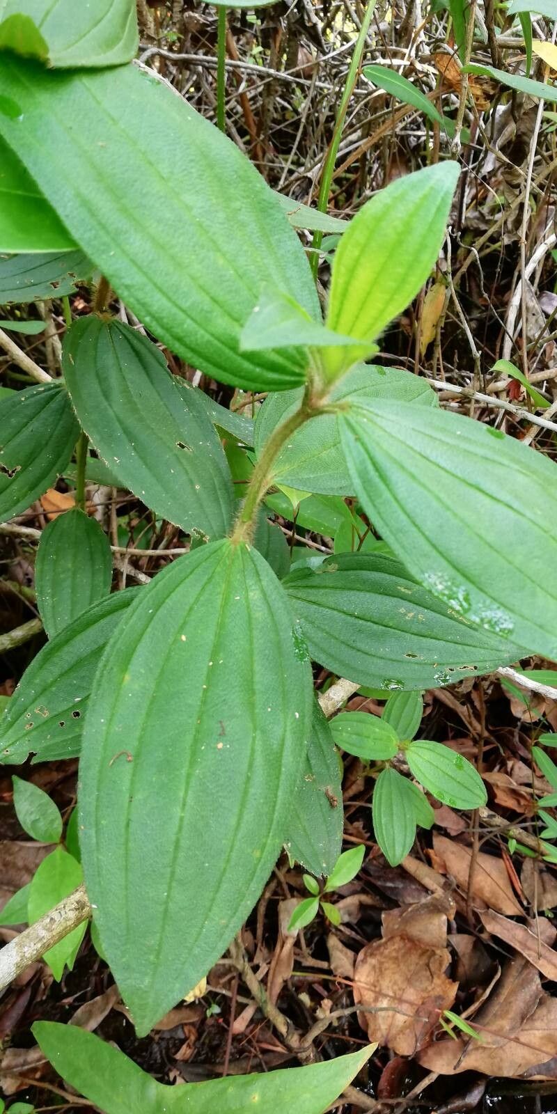 Dichaetanthera strigosa — houseplant care guide