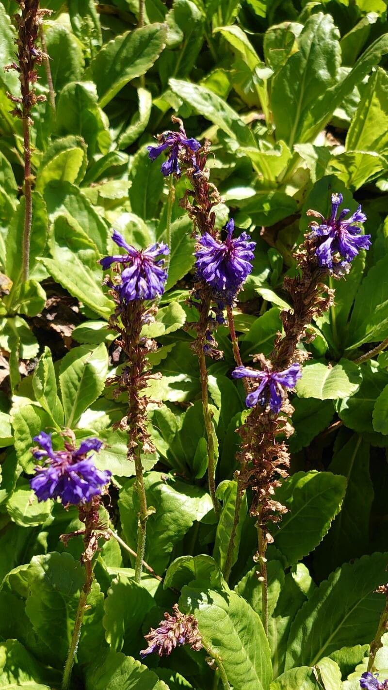 Wulfenia carinthiaca flower