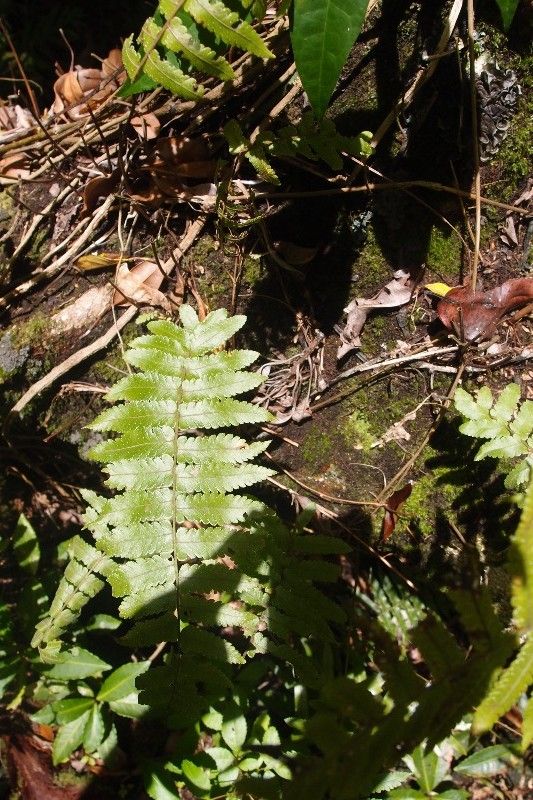 Arthropteris orientalis habit