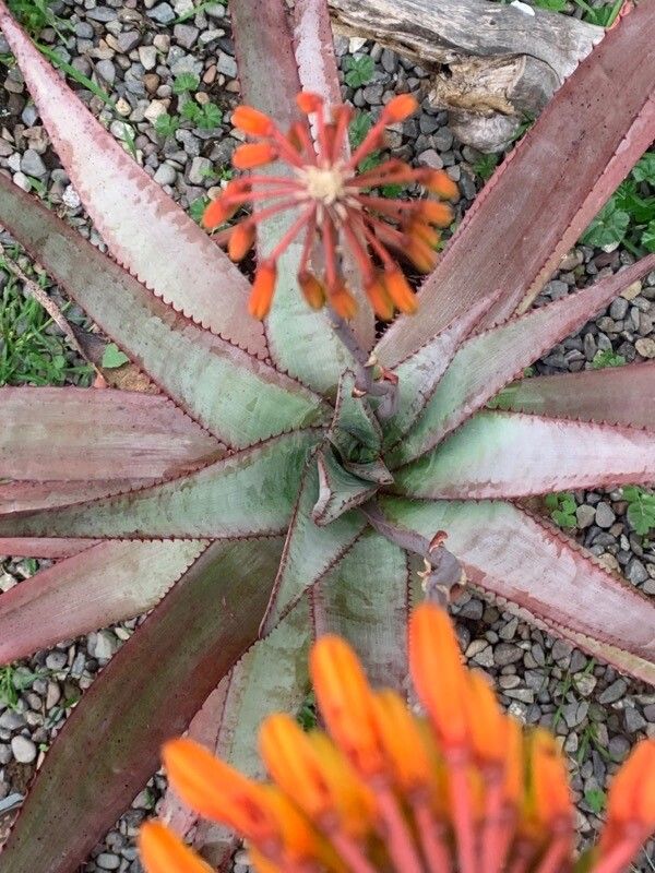 Aloe capitata leaf