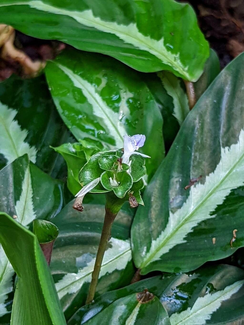 Calathea louisae flower