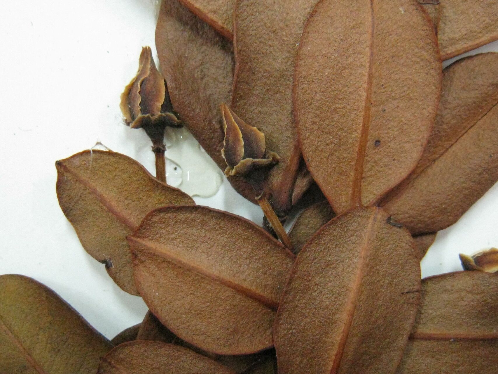 Mouriri dumetosa — search result for 'Mouriri'