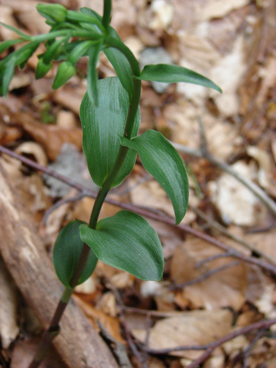 Epipactis exilis bark
