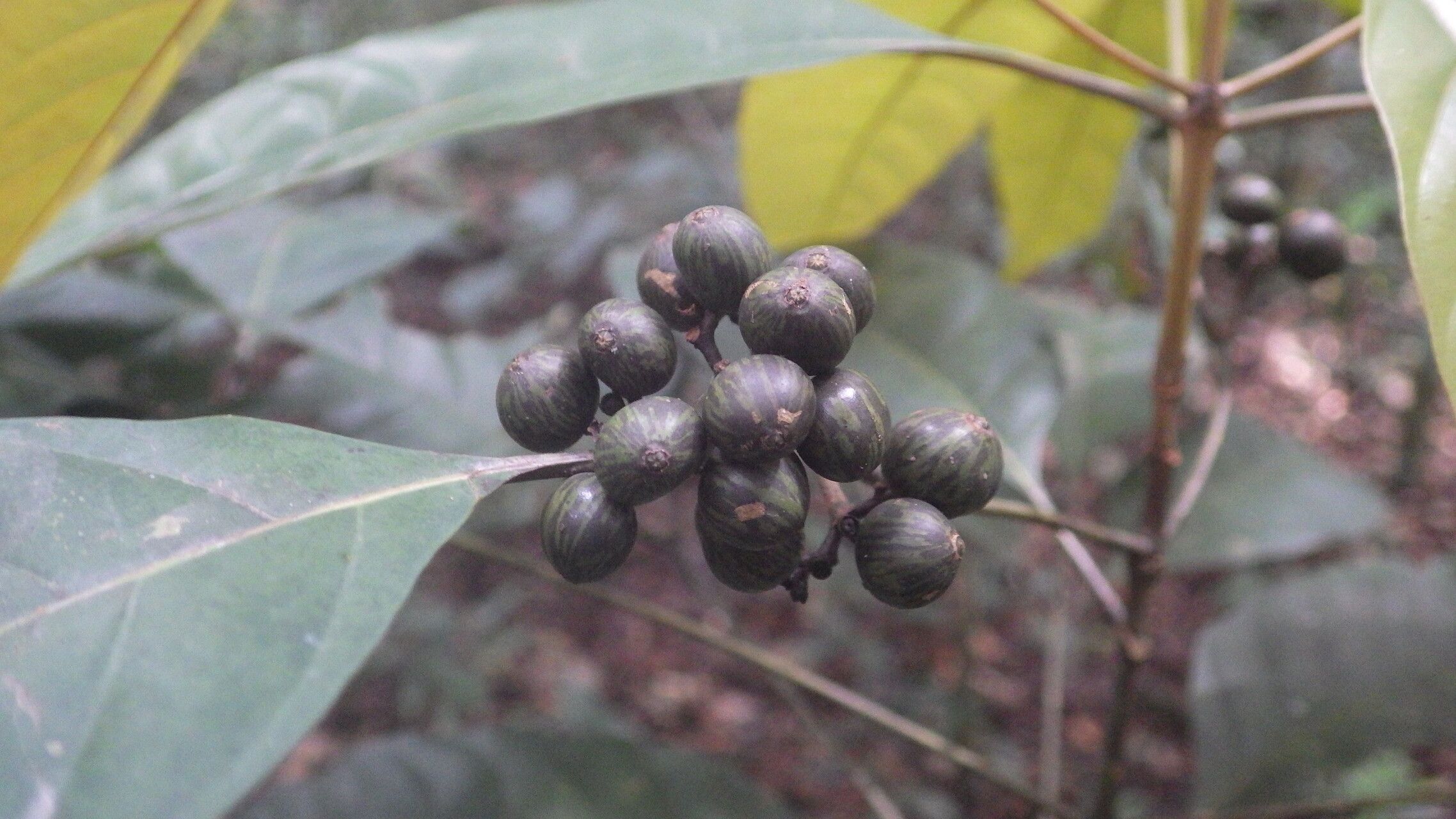 Pavetta urophylla — houseplant care guide