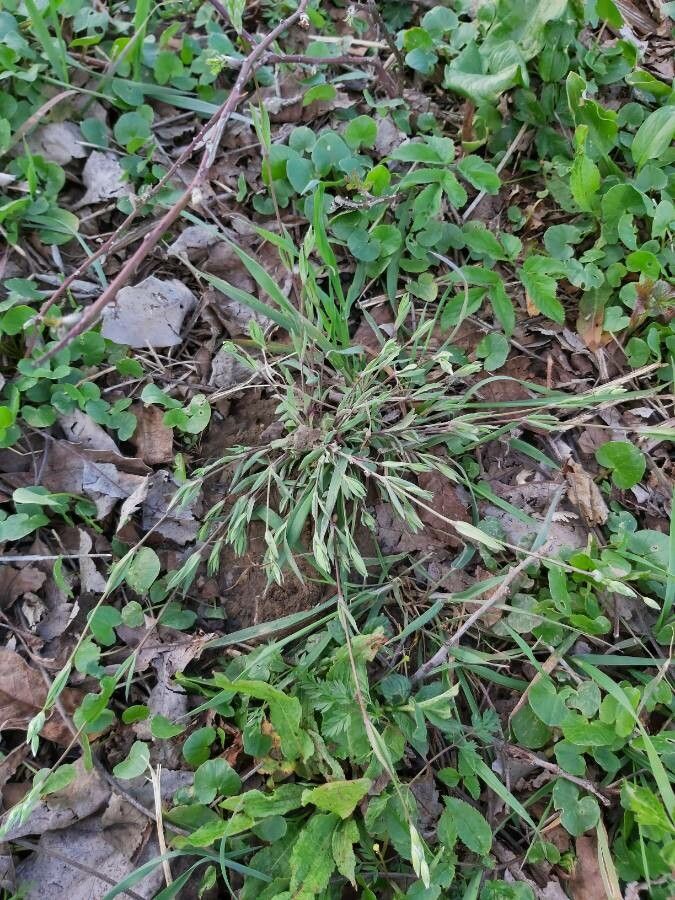 Moenchia erecta leaf