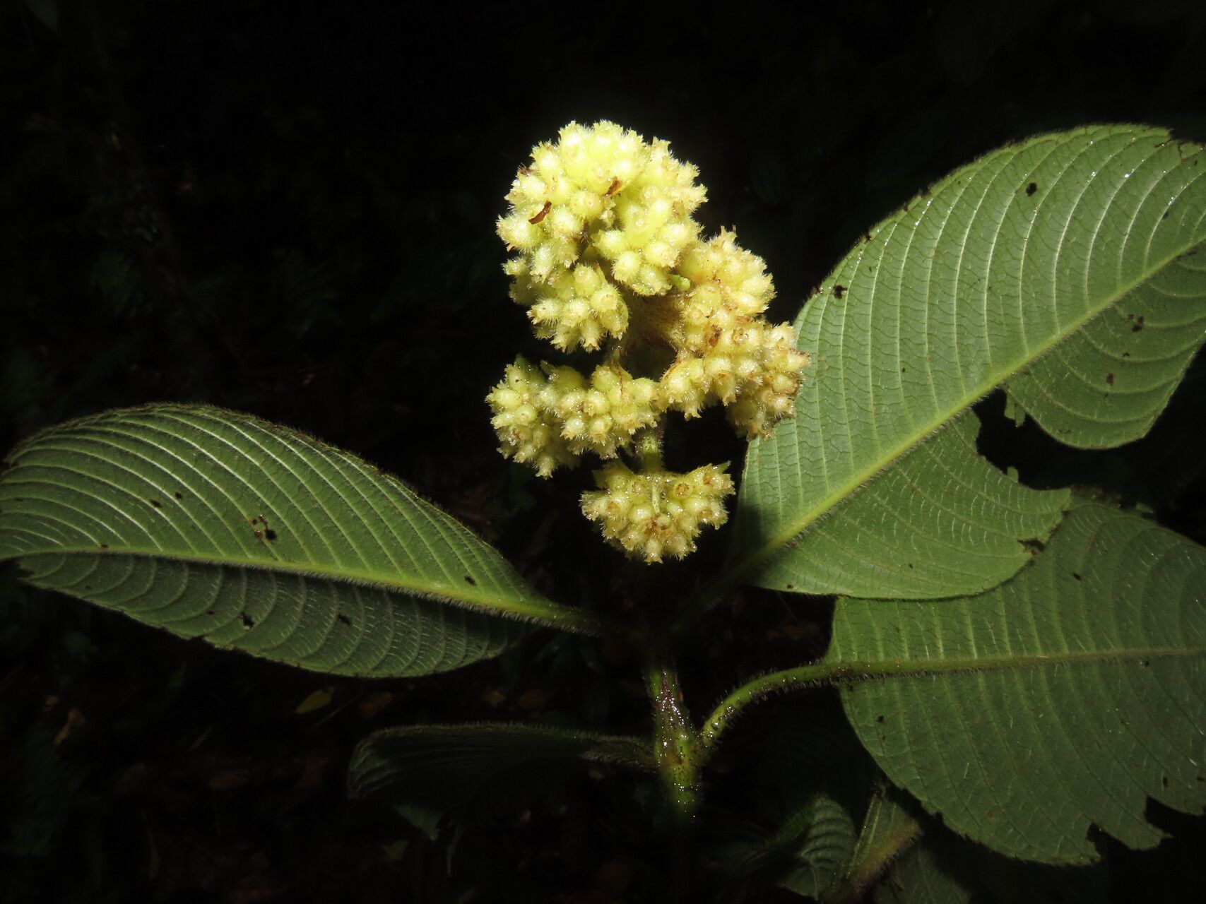 Palicourea pilosa flower