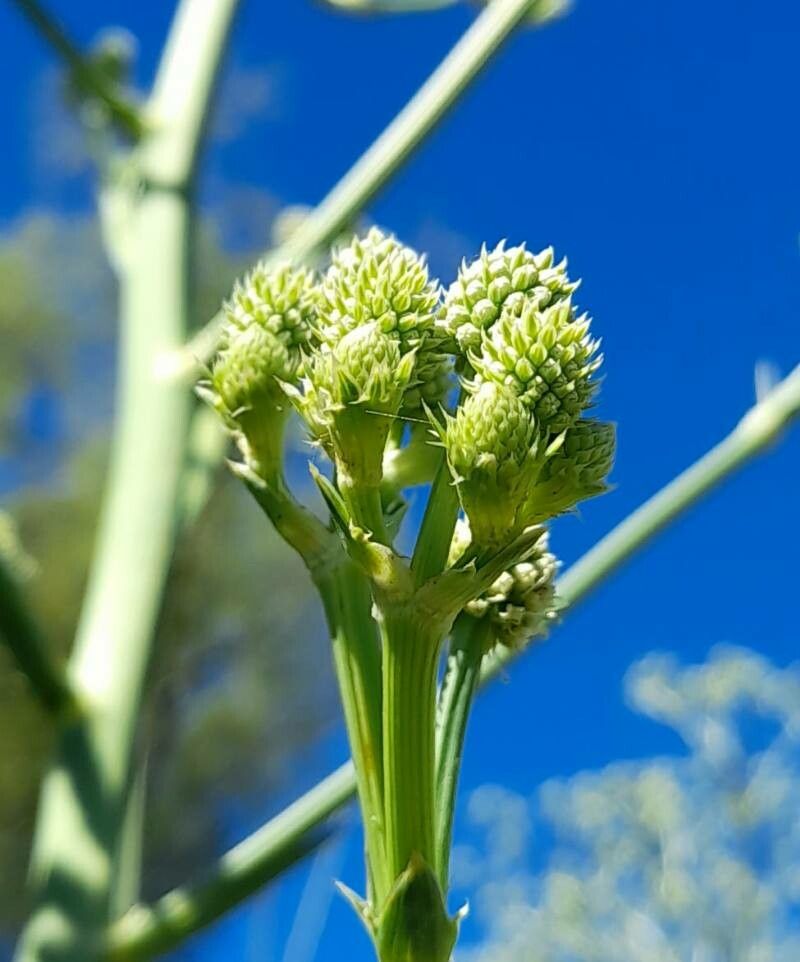 Eryngium pandanifolium flower