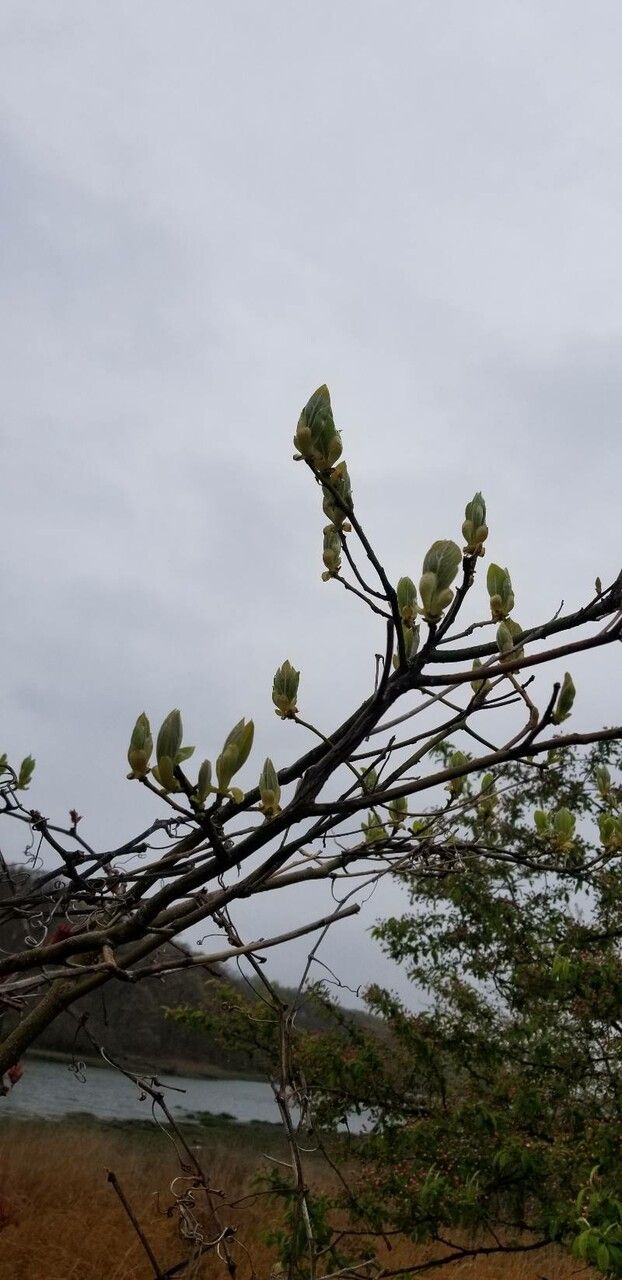 Cercocarpus montanus flower