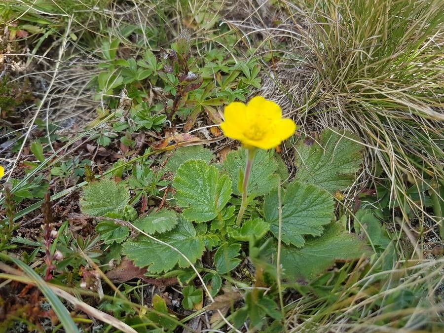 Geum montanum — search result for 'Geum'