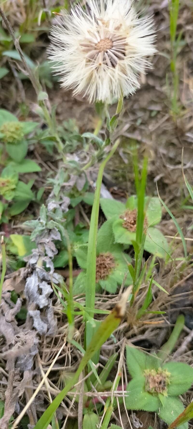 Gnaphalium pensylvanicum fruit
