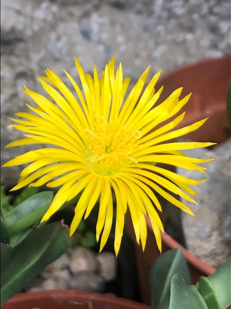 Glottiphyllum linguiforme flower