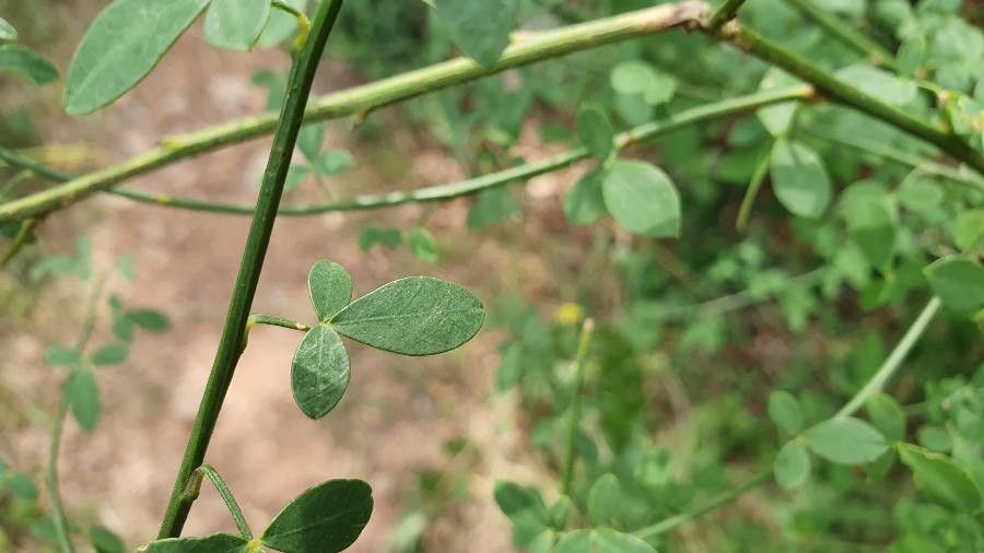 Genista patens — search result for 'Genista'