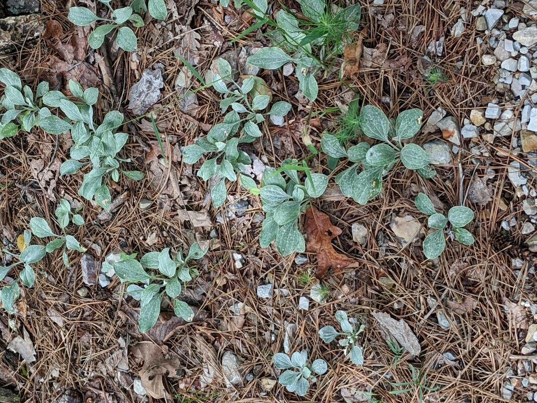 Antennaria plantaginifolia — search result for 'Antennaria'