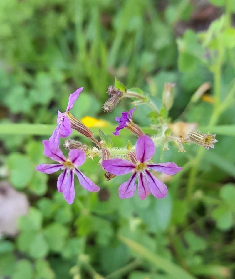 Cuphea glutinosa flower
