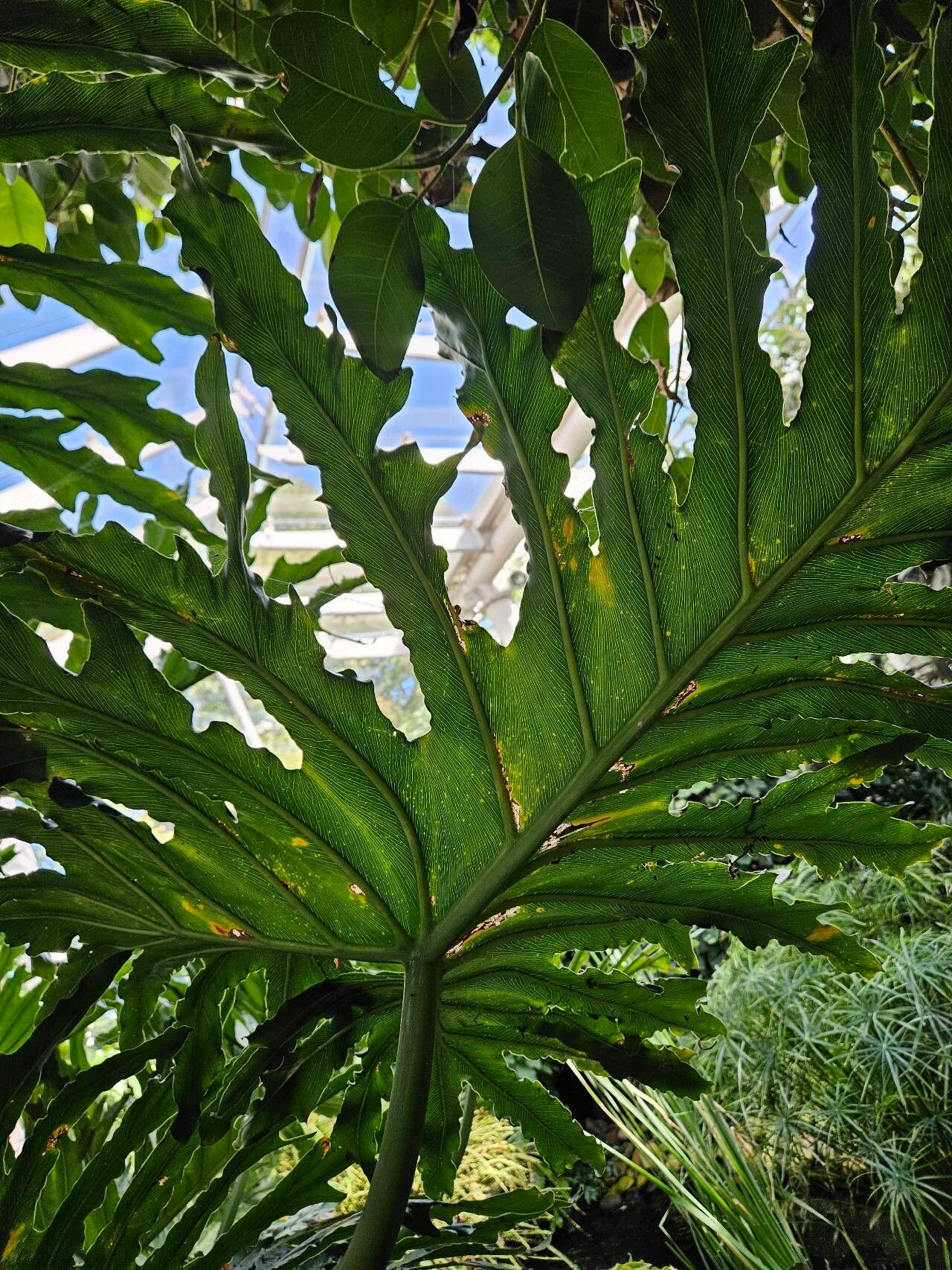 Thaumatophyllum bipinnatifidum leaf