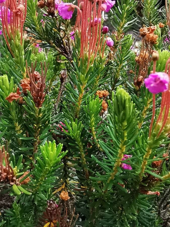 Phyllodoce empetriformis leaf