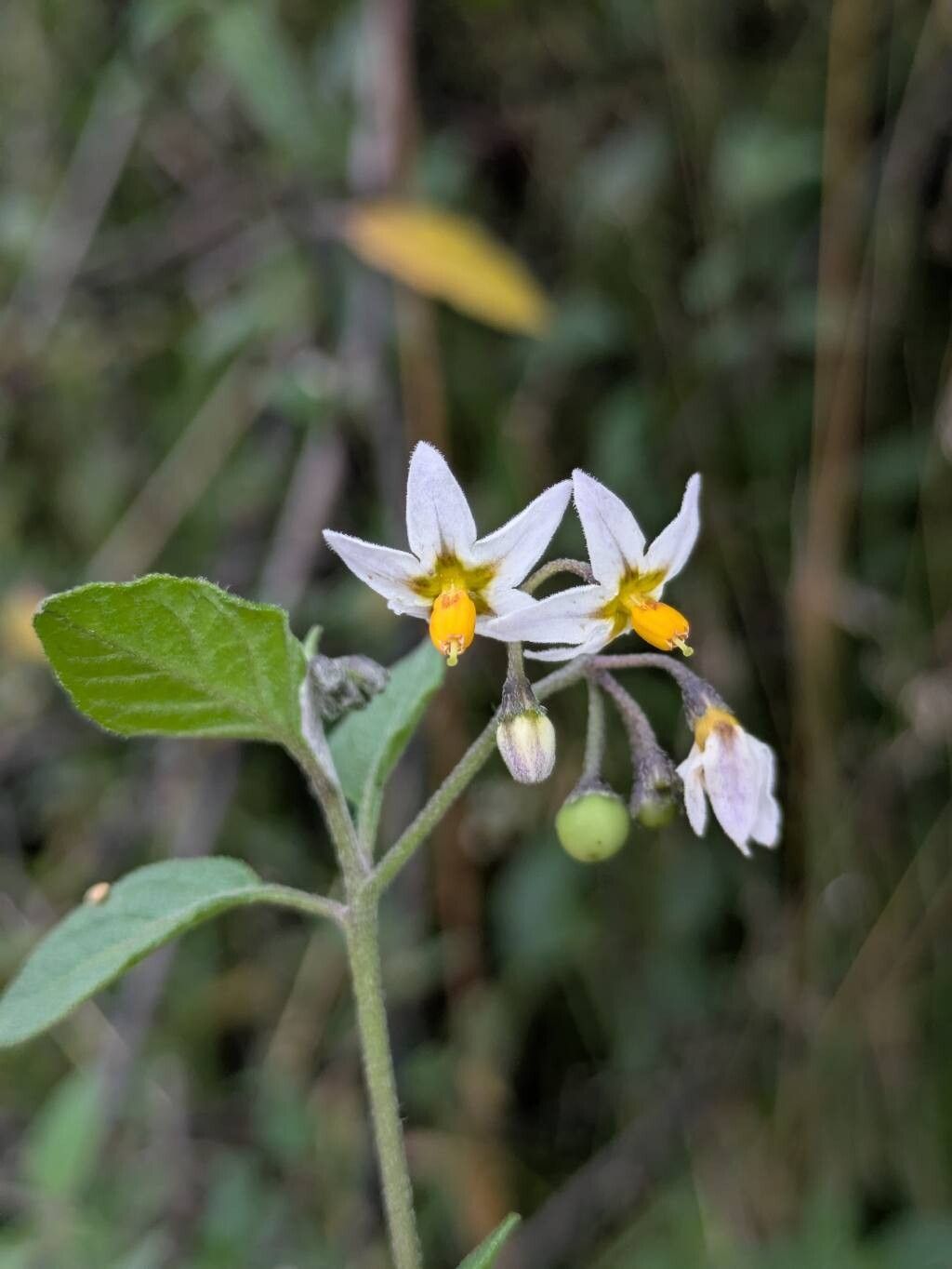 Solanum interandinum flower