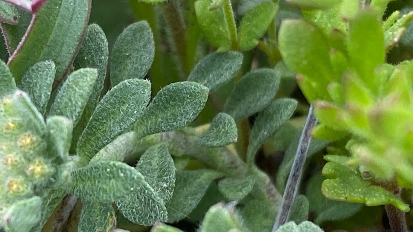 Alyssum simplex — houseplant care guide