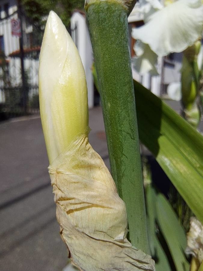 Iris albicans bark