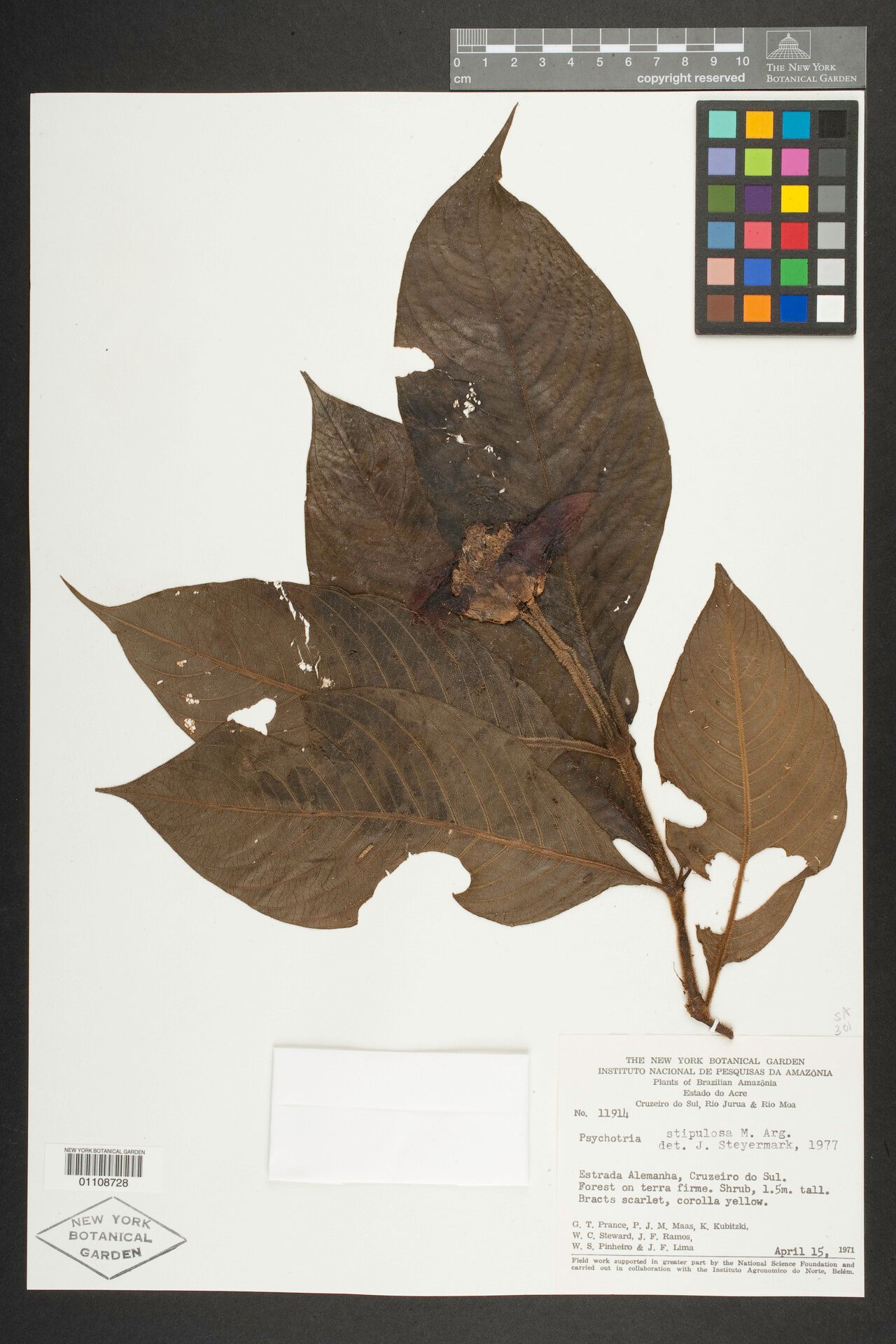 Palicourea stipulosa flower