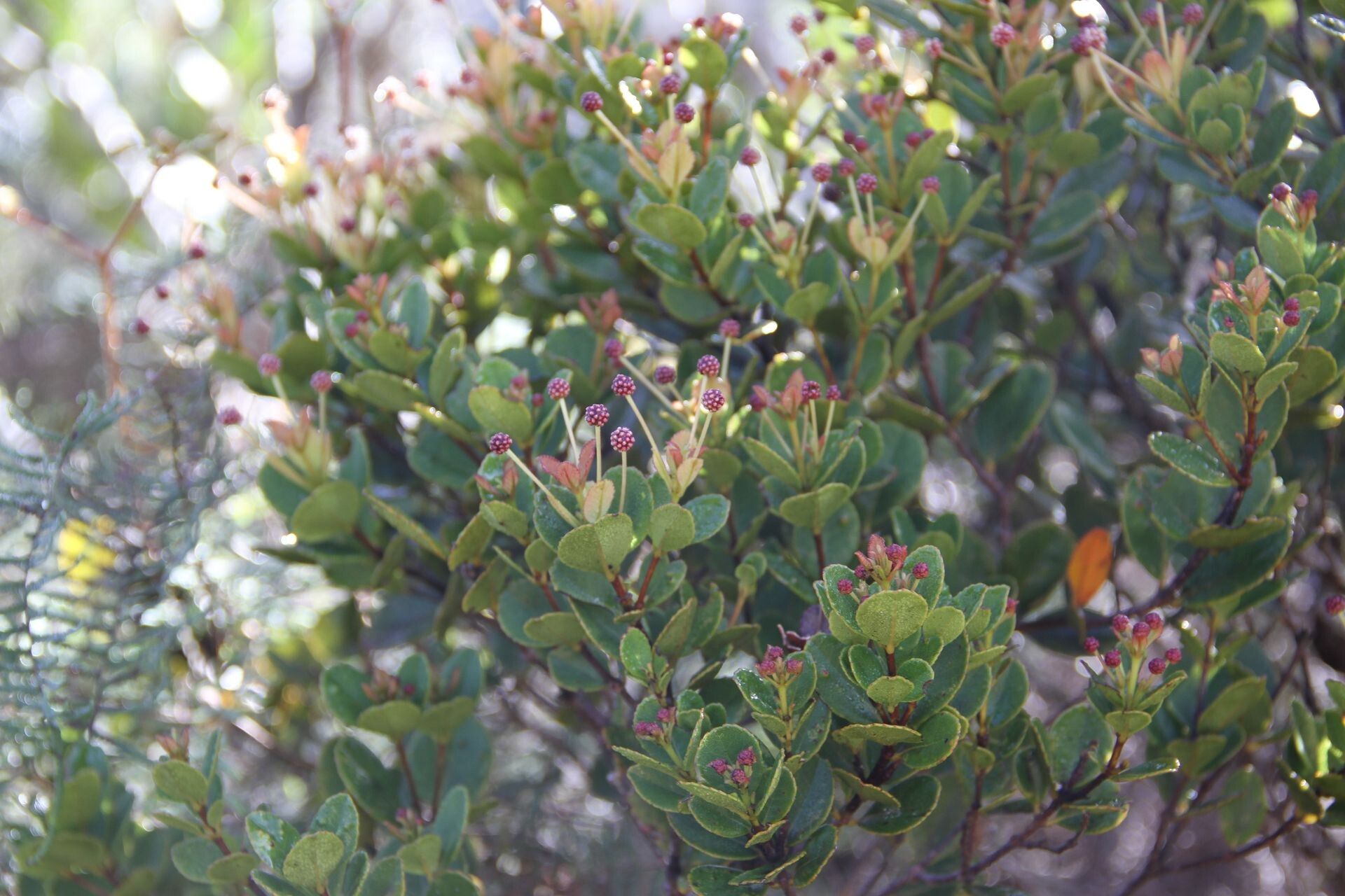 Pancheria engleriana habit