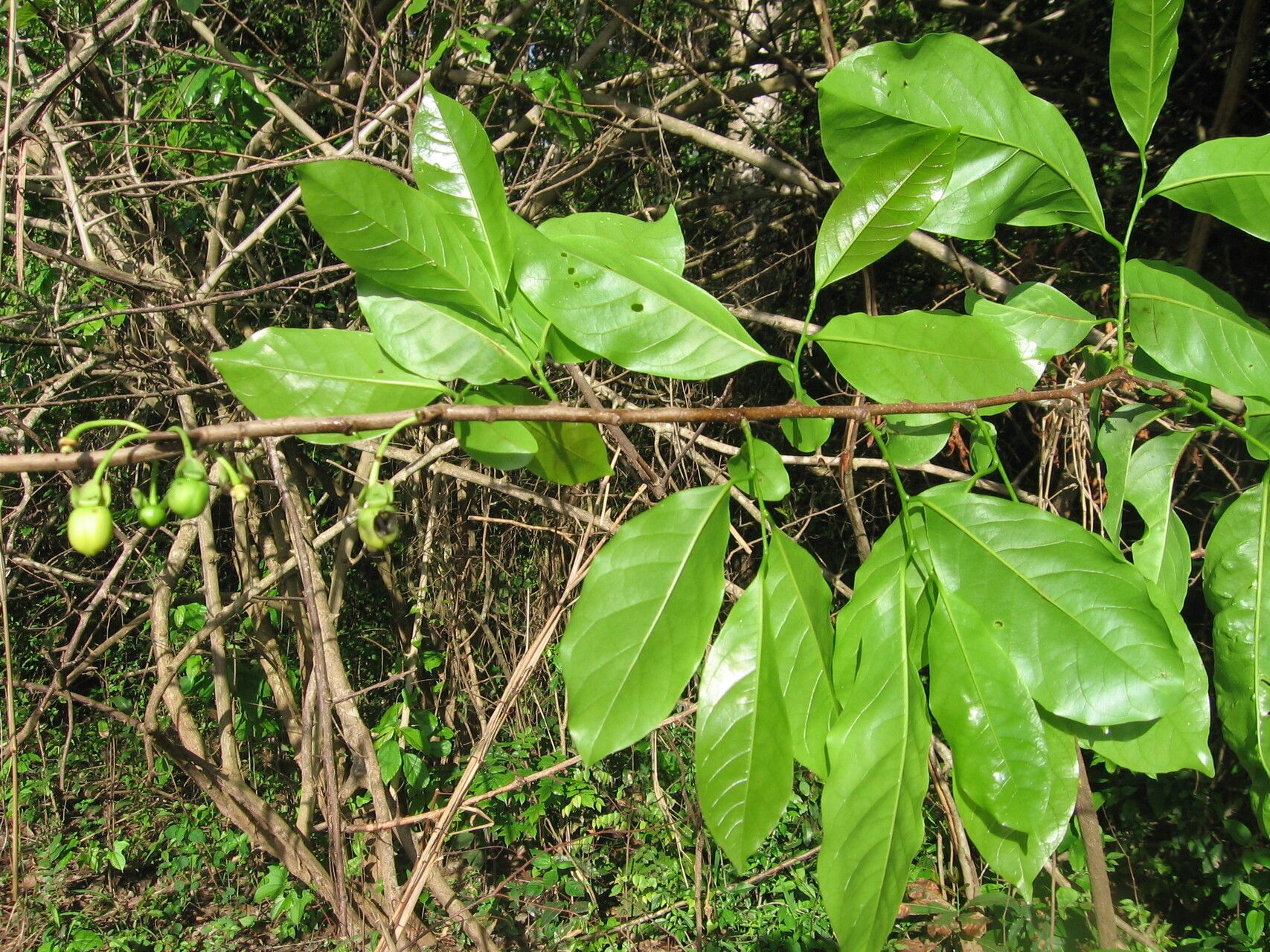 Artabotrys brachypetalus — related species from the same genus