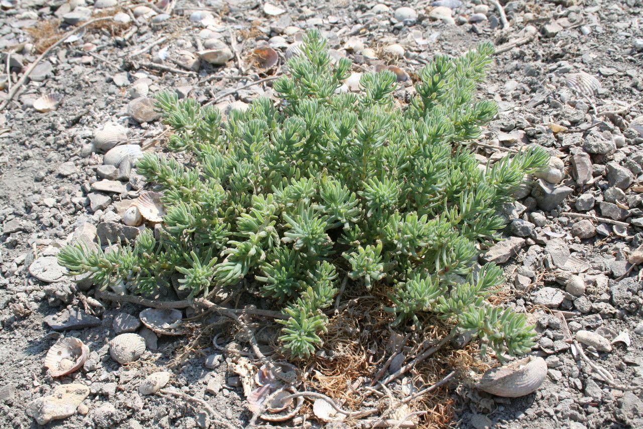 Spirobassia hirsuta habit
