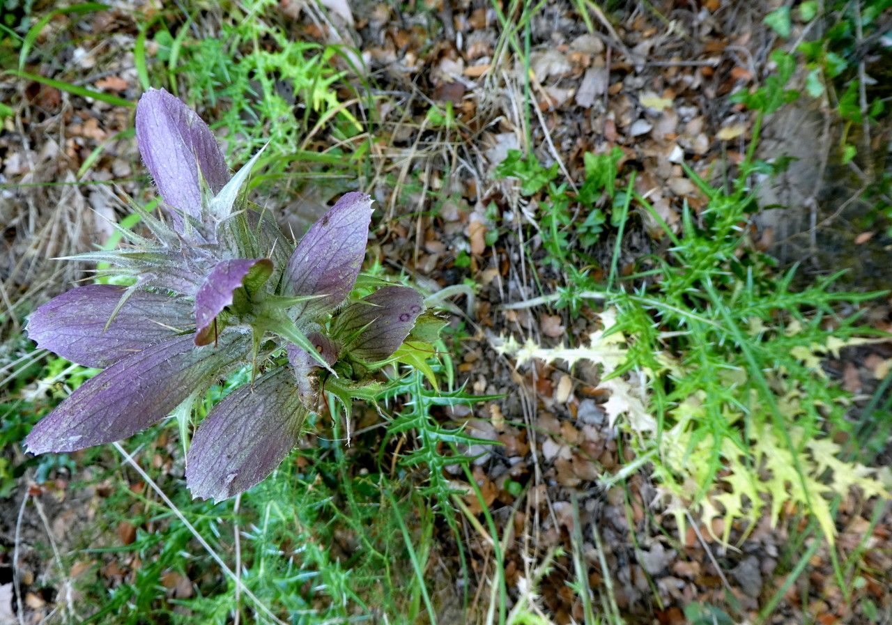 Pleiacanthus spinosus — houseplant care guide