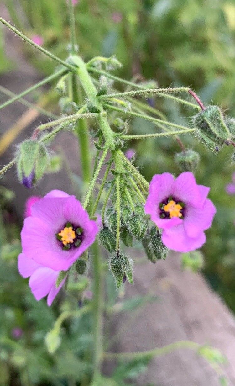 Eremalche rotundifolia flower