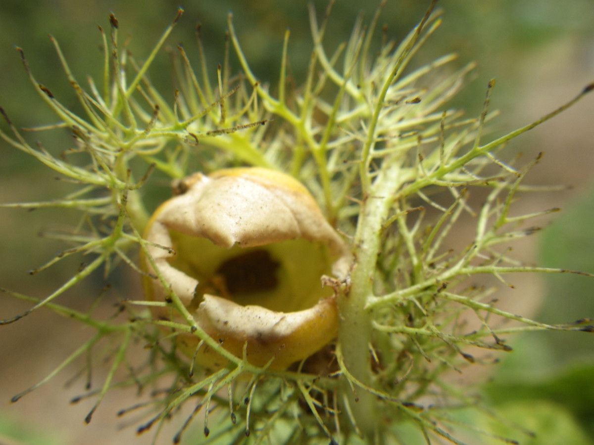 Eragrostis stolonifera fruit
