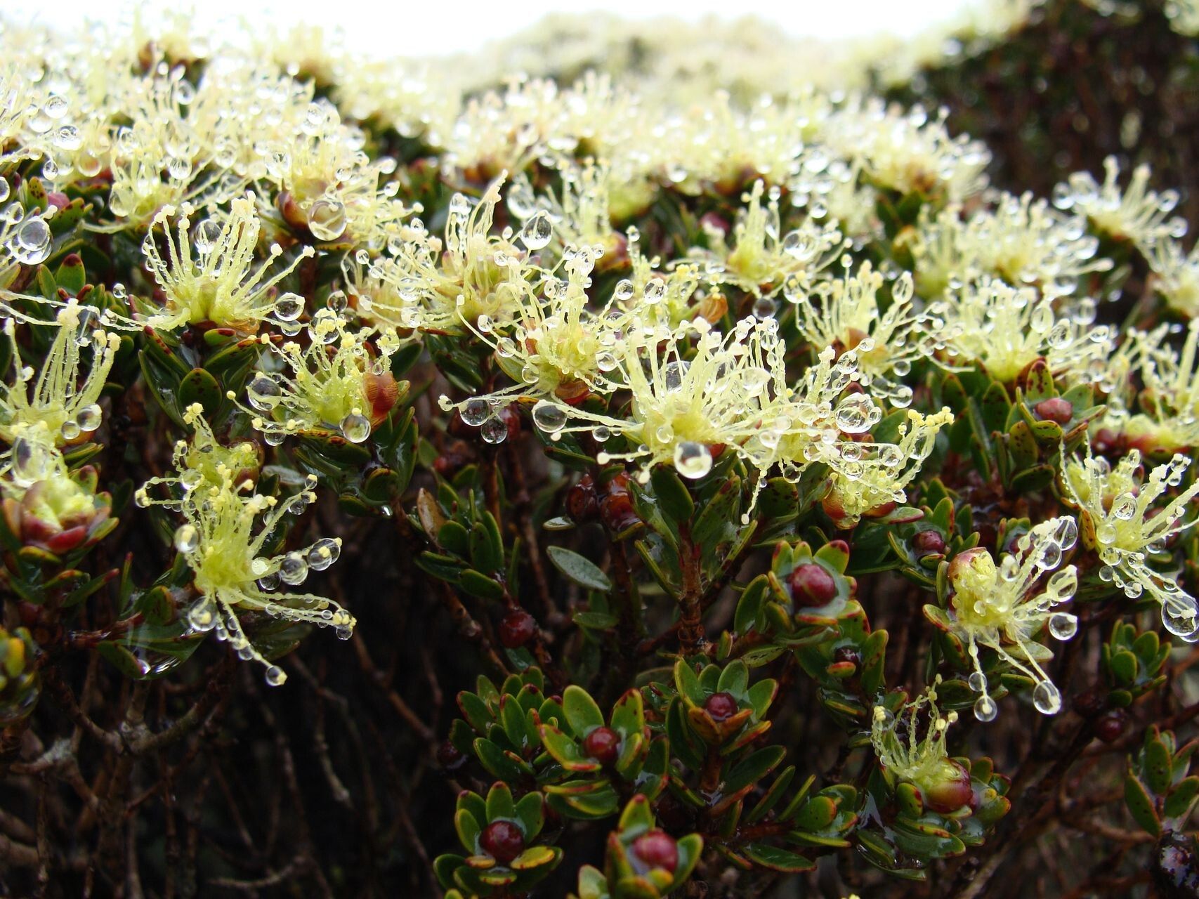 Melaleuca sphaerodendra habit