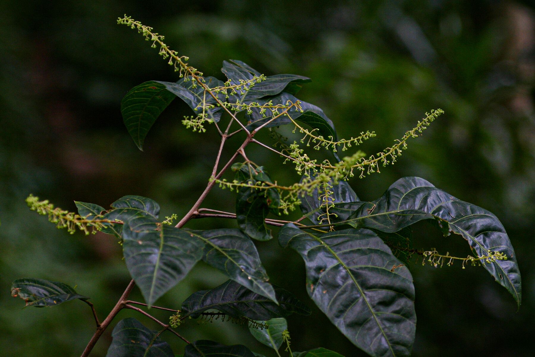 Allophylus chaunostachys — houseplant care guide