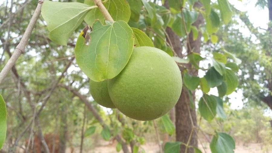 Strychnos spinosa fruit