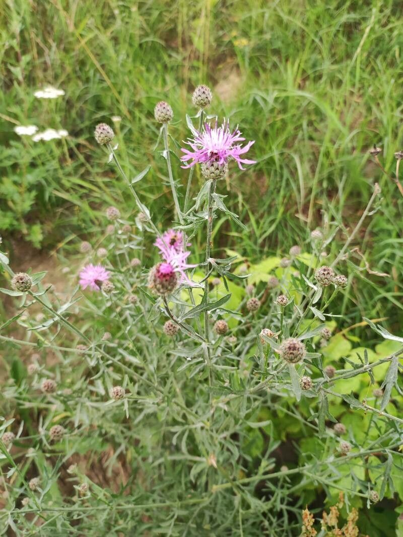 Centaurea stoebe flower