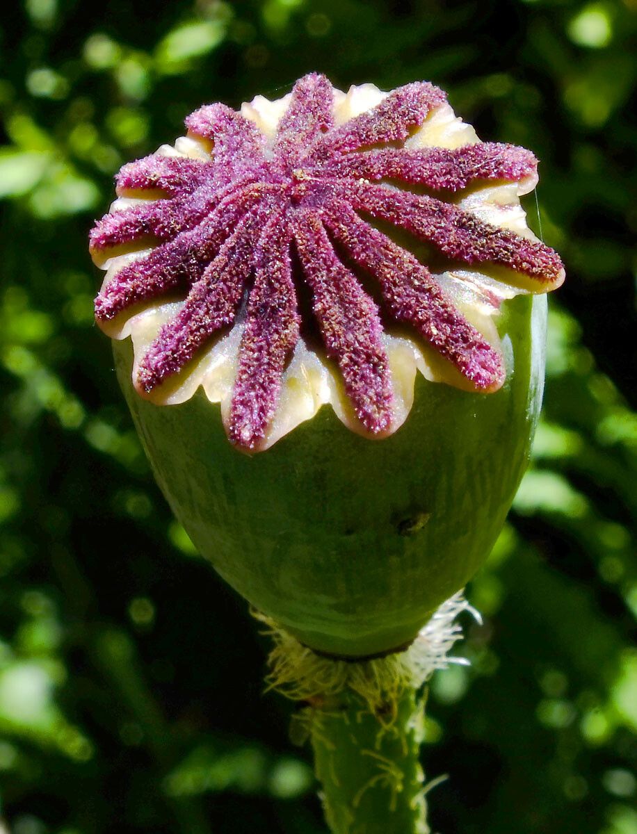 Papaver apulum fruit