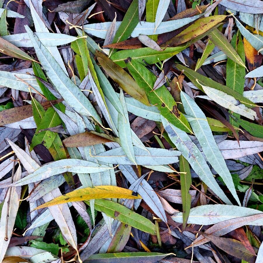 Salix x sepulcralis — search result for 'Romania'