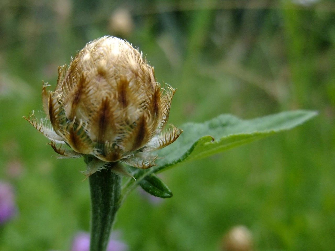 Psephellus dealbatus fruit