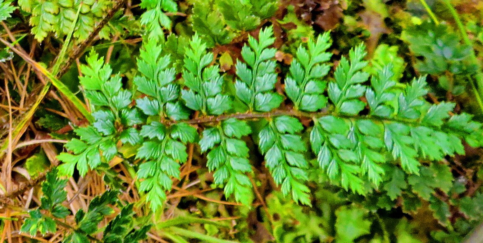 Lastreopsis hispida — houseplant care guide