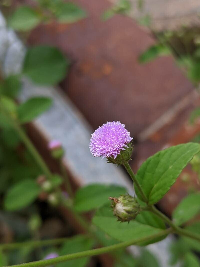 Cyanthillium patulum flower