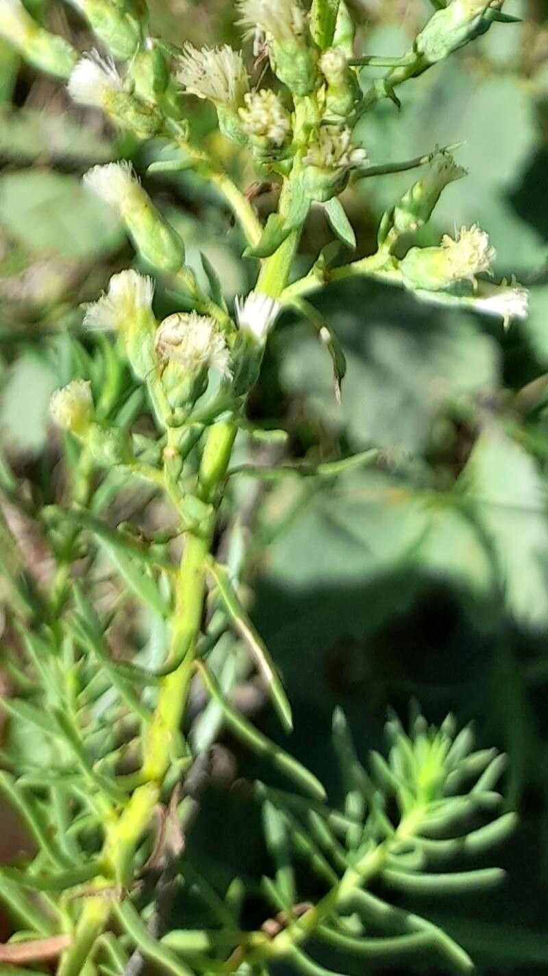 Baccharis coridifolia — search result for 'Baccharis'