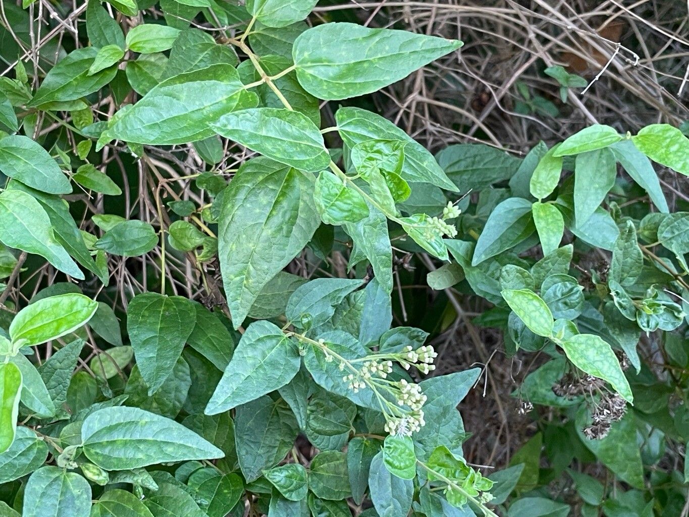 Koanophyllon villosum — houseplant care guide