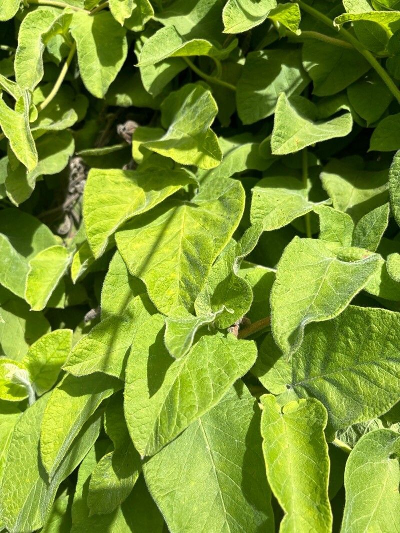 Convolvulus canariensis — search result for 'Convolvulus'