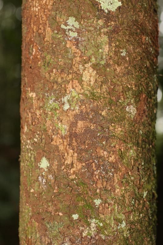 Eperua grandiflora bark