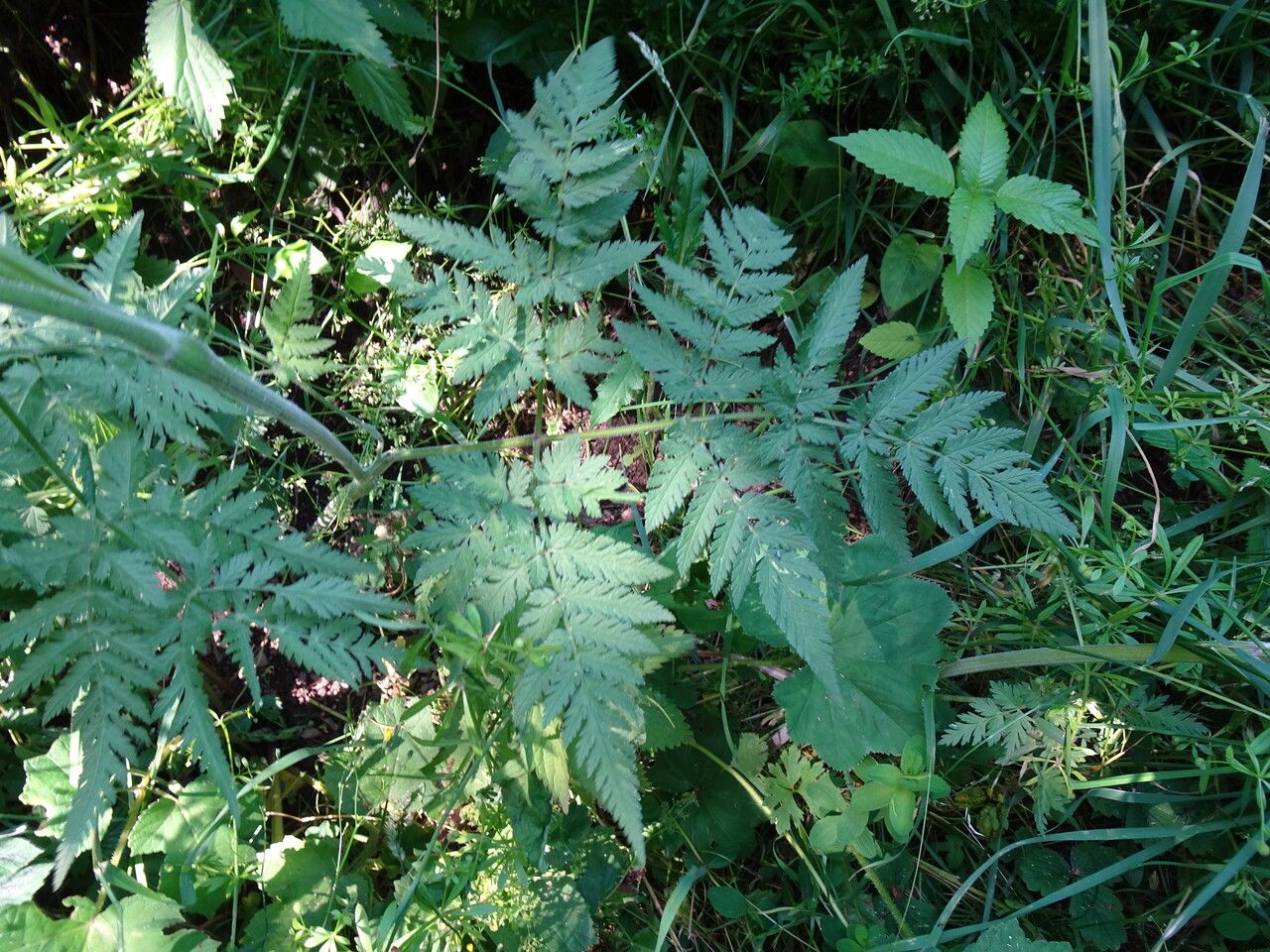 Chaerophyllum aureum leaf