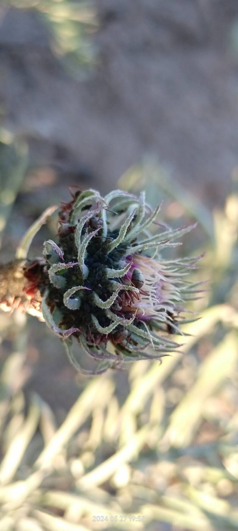 Jurinea cyanoides flower
