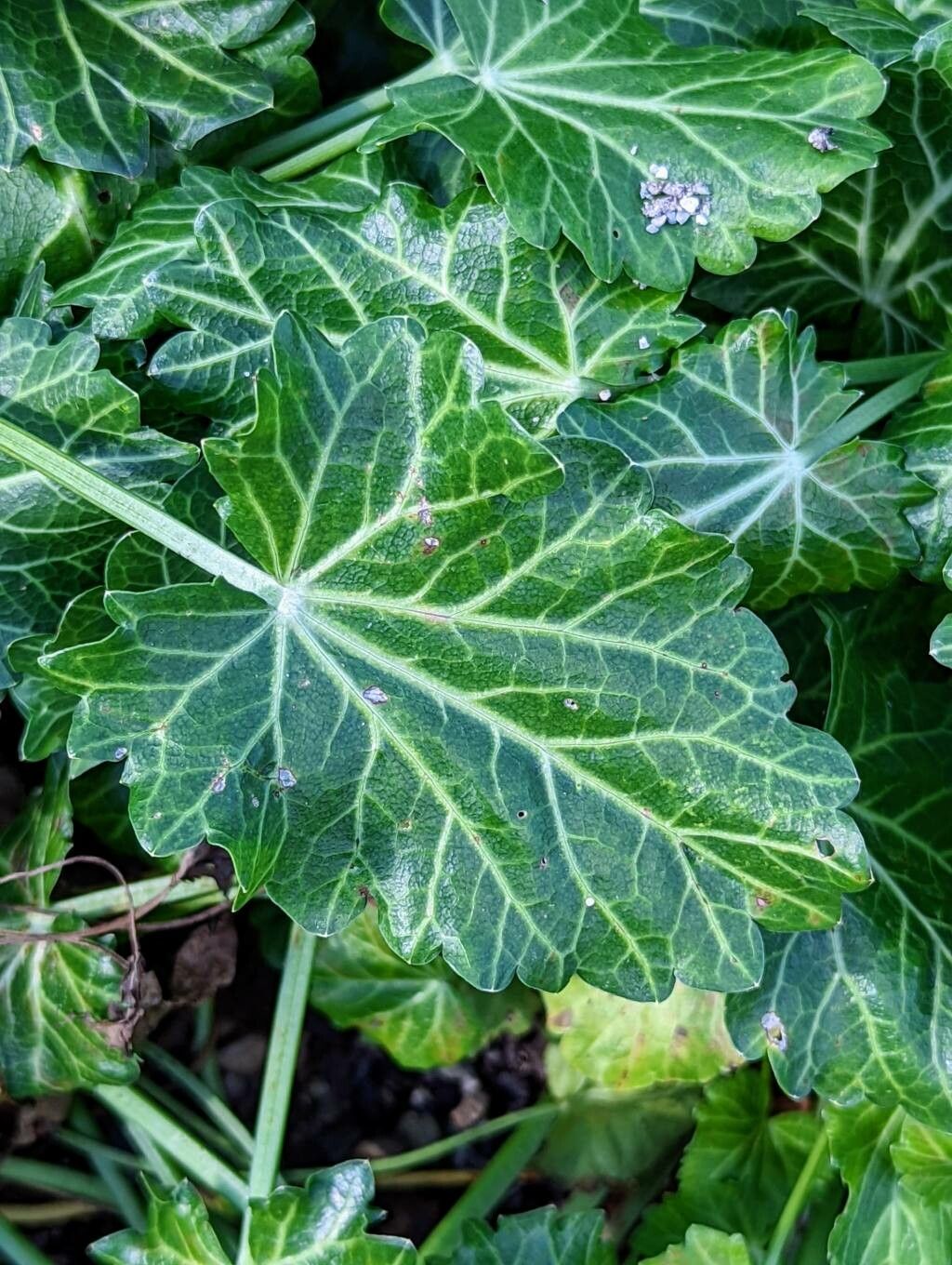 Eryngium variifolium leaf