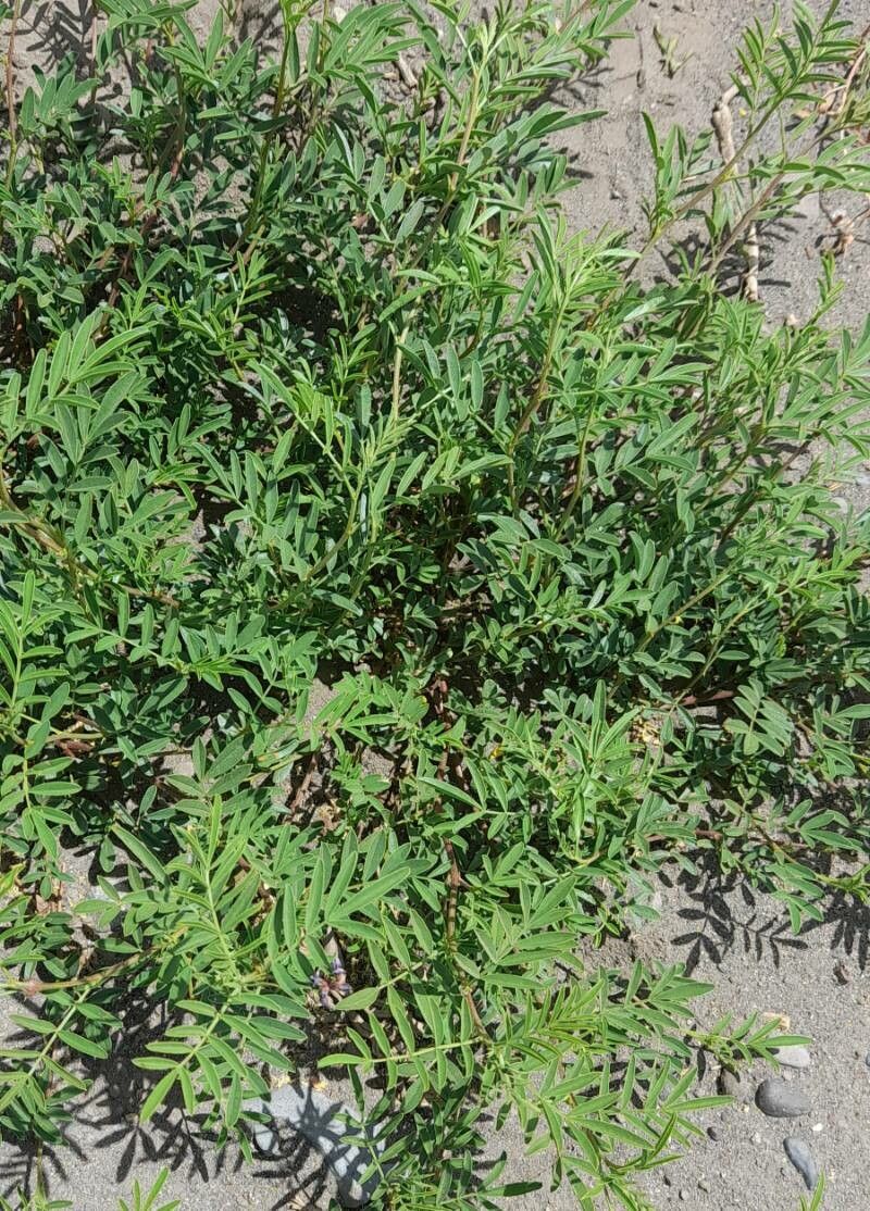 Glycyrrhiza astragalina habit