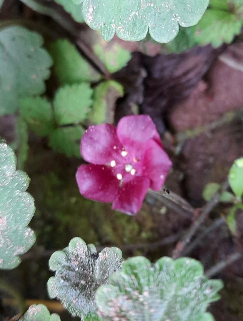 Sibthorpia conspicua flower